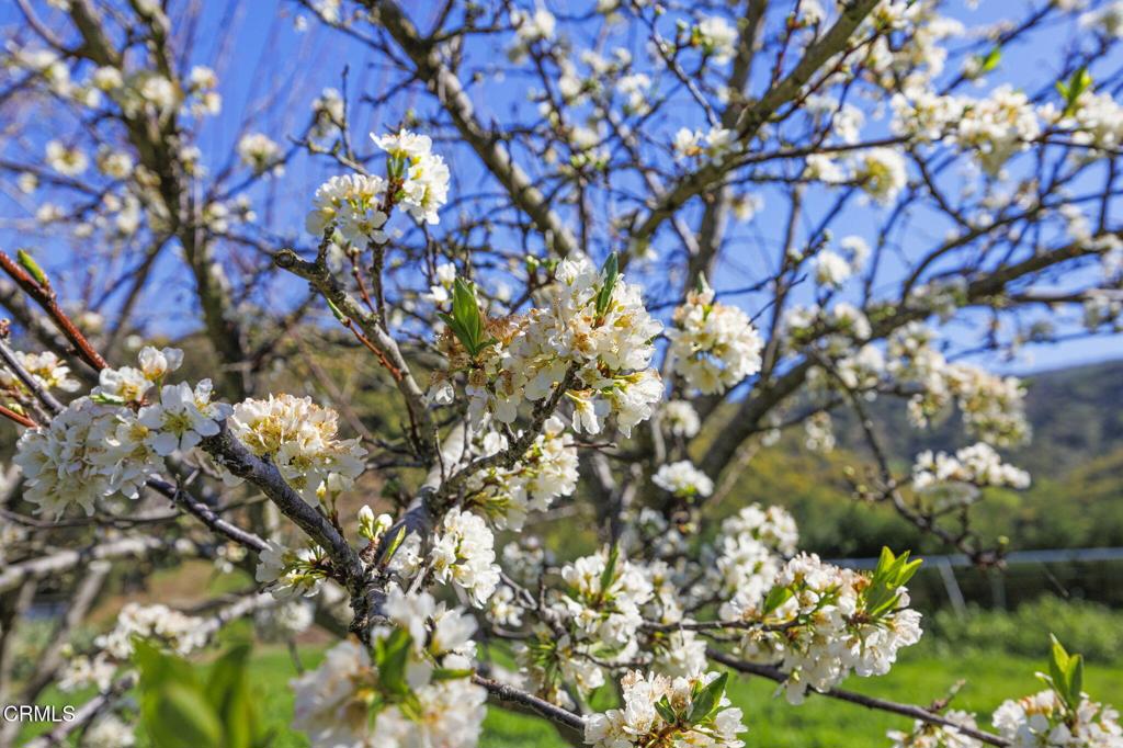 Residential for sale at 4620 Casitas Pass Road, Ventura CA featuring 3 beds and 3 baths