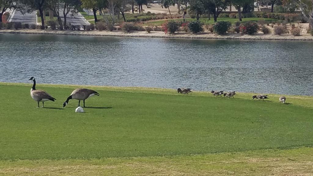 Residential Income for sale at 60553 Juniper Lane, La Quinta CA