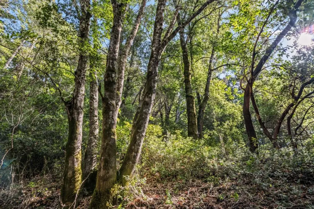 Desear, Felton, CA — listing photo 1