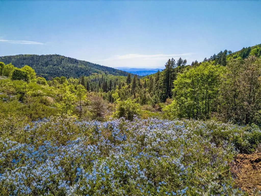 200 +/- Acres Palomar Divide Truck Trail, Palomar Mountain, CA — listing photo 1