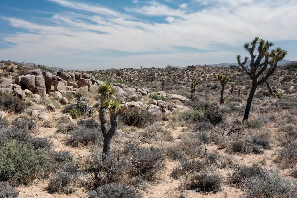 101 Hondo Street, Pioneertown, CA — listing photo 1