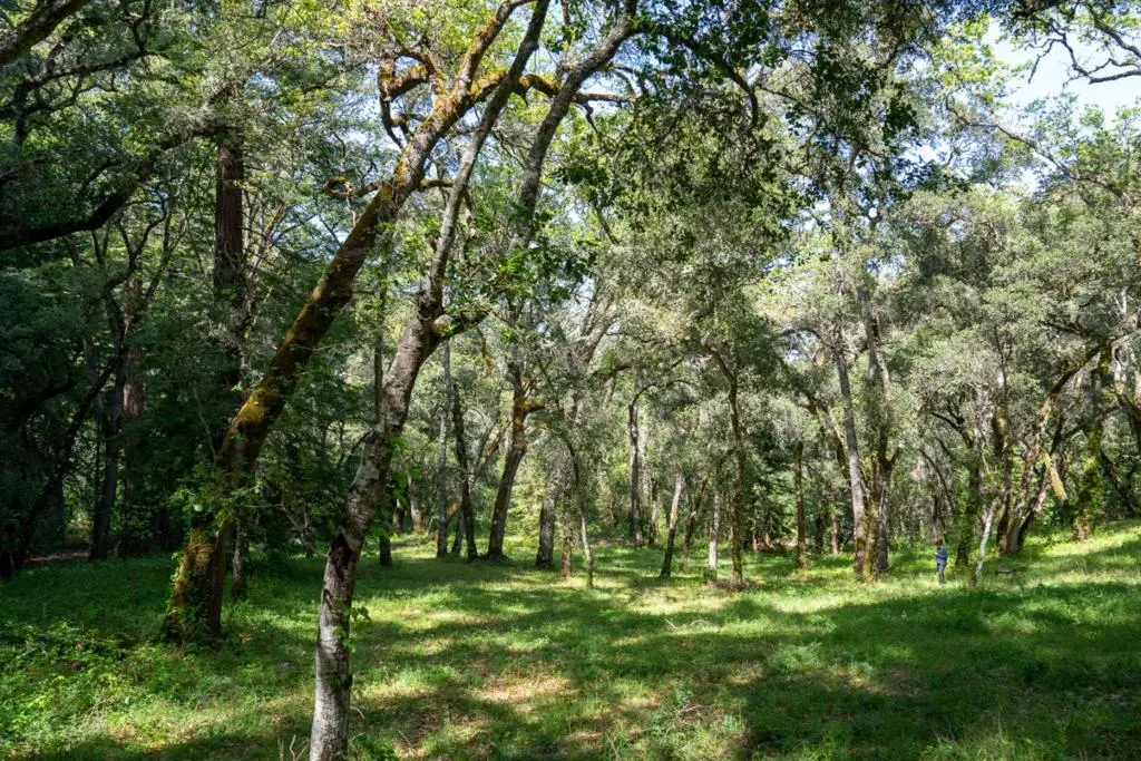 35000 Robinson Canyon Road, Carmel, CA — listing photo 1