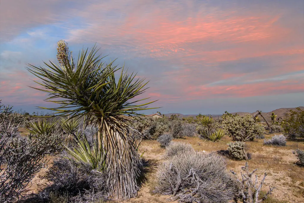 102 Saddleback Road, Joshua Tree, CA — listing photo 1