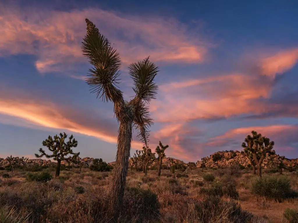 0 Gods Way Love Road, Pioneertown, CA — listing photo 1